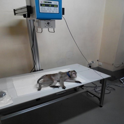 動物X射線機
